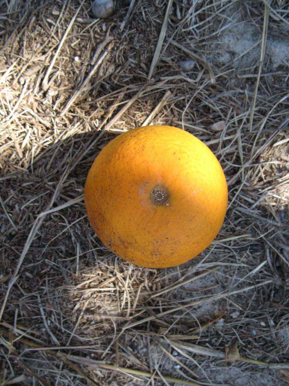              Fruit (Winter Haven, FL)       